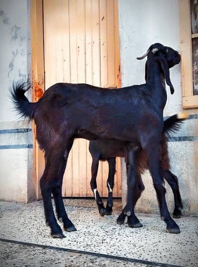 Mother & female child 6 months beetal goats