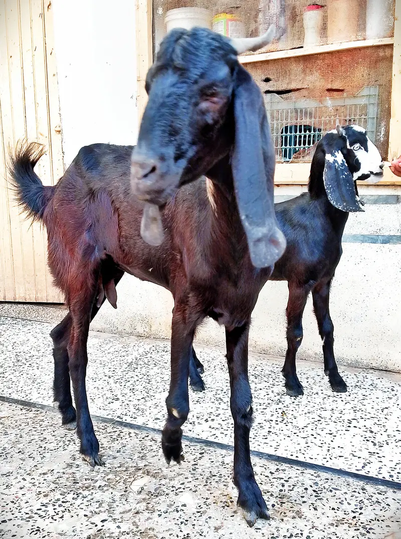 Mother & female child 6 months beetal goats — photo 2