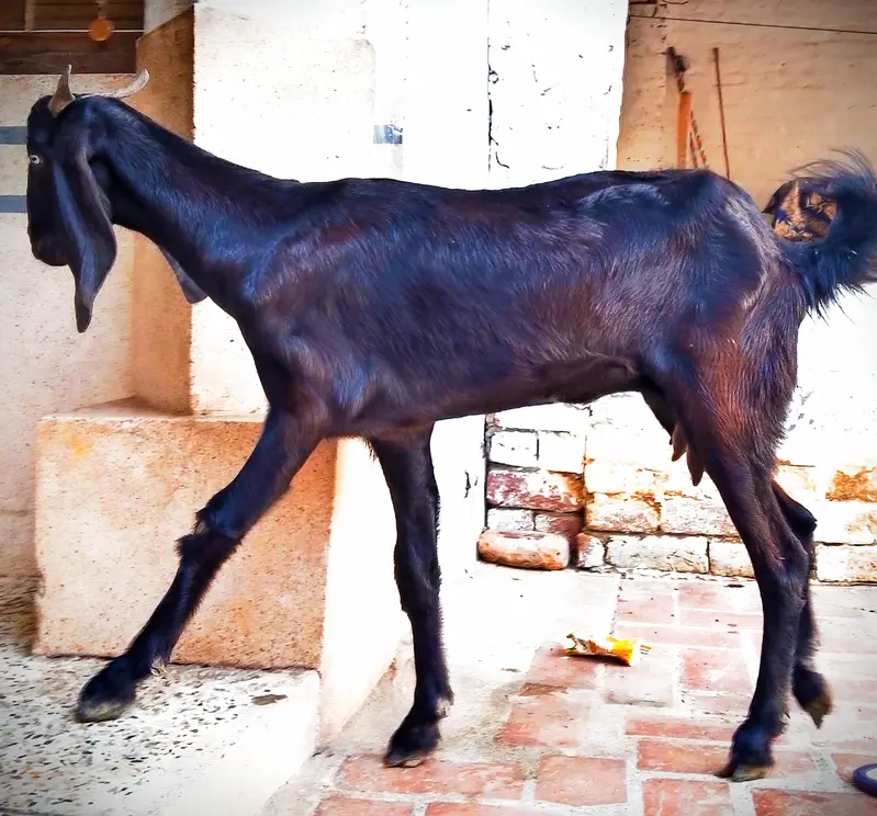Mother & female child 6 months beetal goats — photo 4