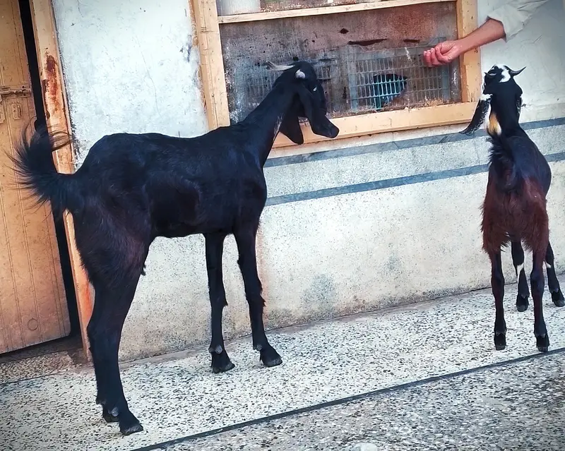Mother & female child 6 months beetal goats — photo 5