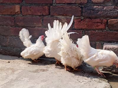 White Japanese Bantam pair