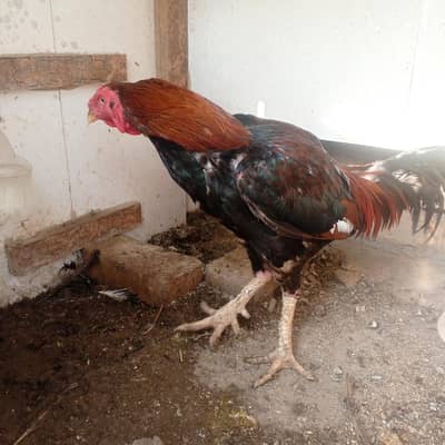 Aseel or desi murgy*murghian for sale
