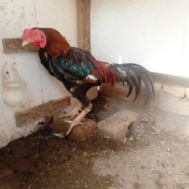 Aseel or desi murgy*murghian for sale — photo 2