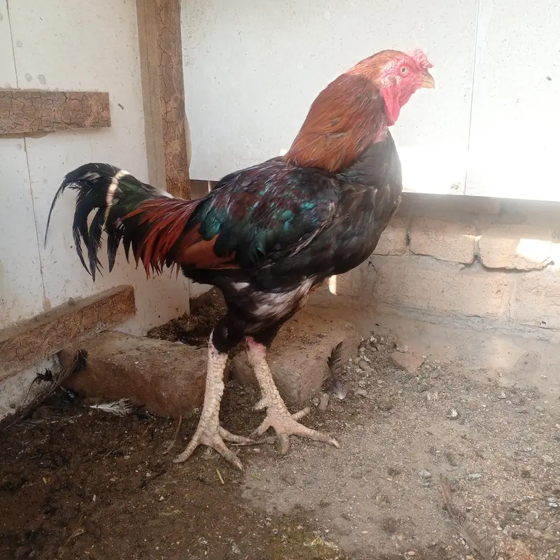 Aseel or desi murgy*murghian for sale — photo 3