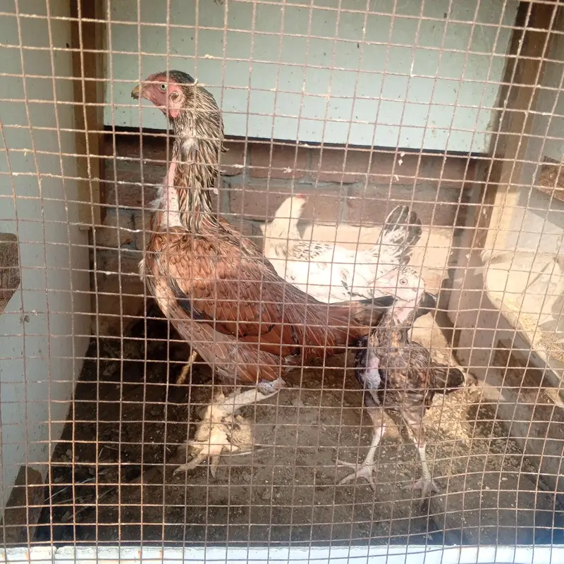 Aseel or desi murgy*murghian for sale — photo 4