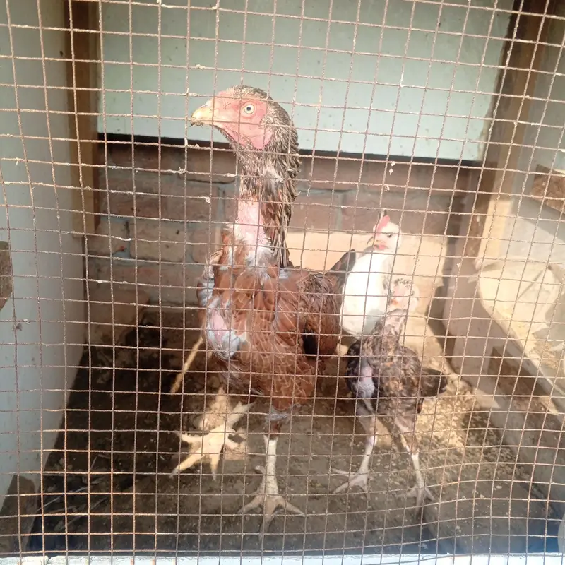 Aseel or desi murgy*murghian for sale — photo 5