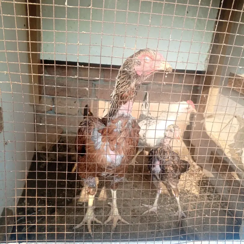 Aseel or desi murgy*murghian for sale — photo 6