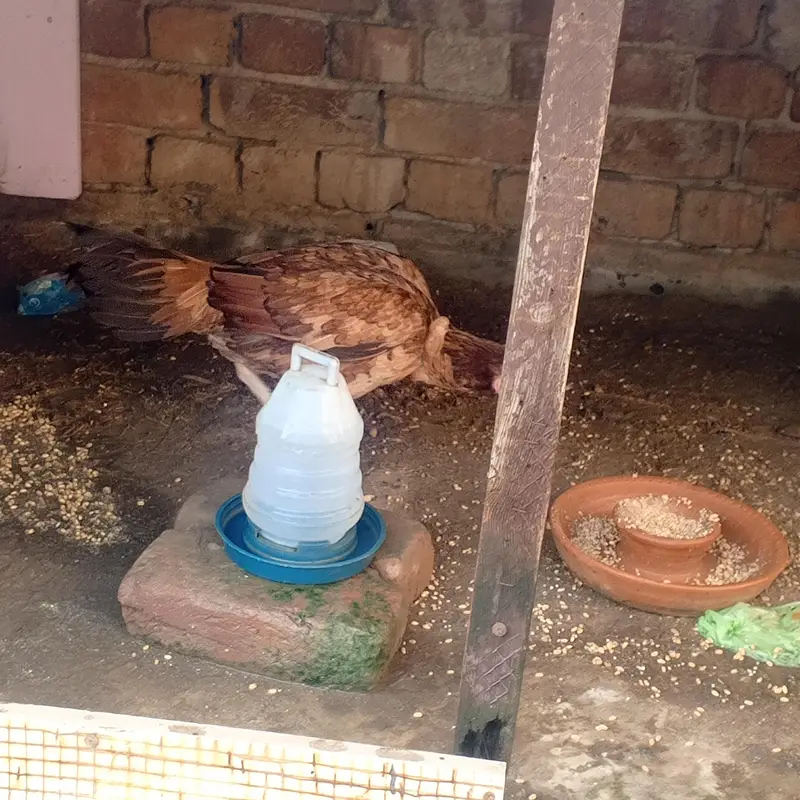 Aseel or desi murgy*murghian for sale — photo 7