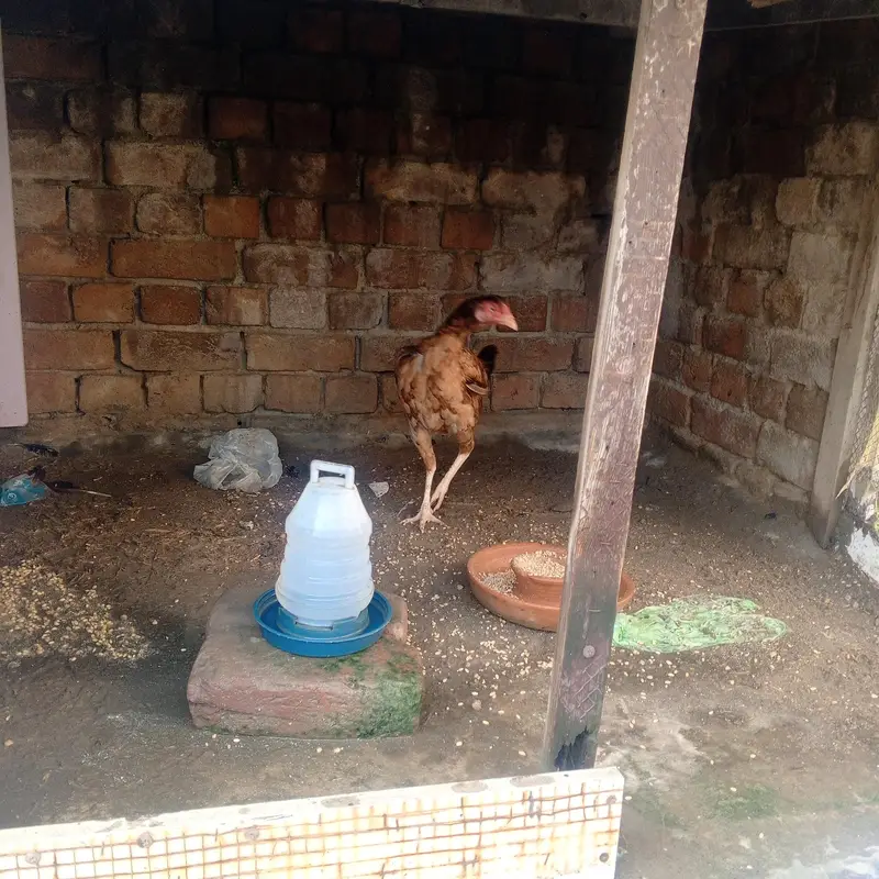 Aseel or desi murgy*murghian for sale — photo 8