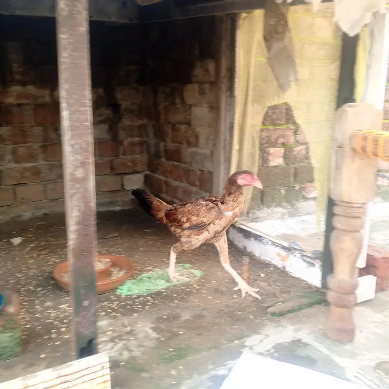 Aseel or desi murgy*murghian for sale — photo 9