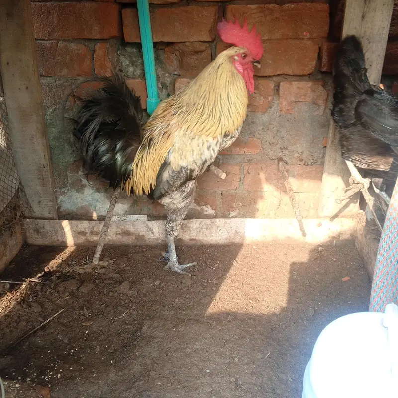 Aseel or desi murgy*murghian for sale — photo 10