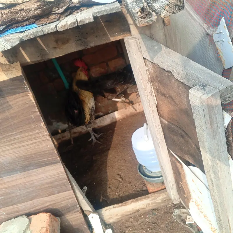 Aseel or desi murgy*murghian for sale — photo 11