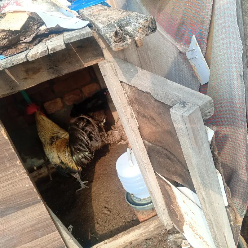 Aseel or desi murgy*murghian for sale — photo 12