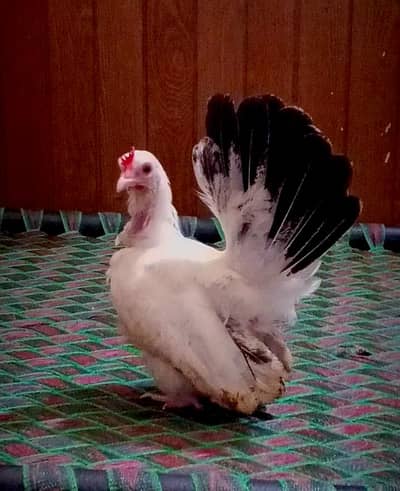 Black Tail Japanese female