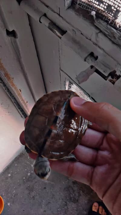 brown roof turtle