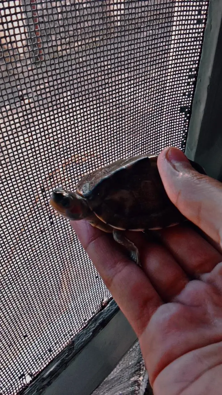 brown roof turtle — photo 2