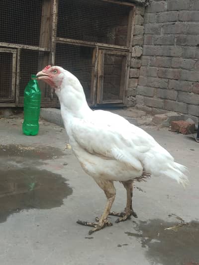 shamo aseel