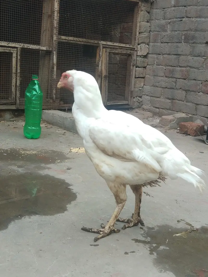 shamo aseel — photo 2