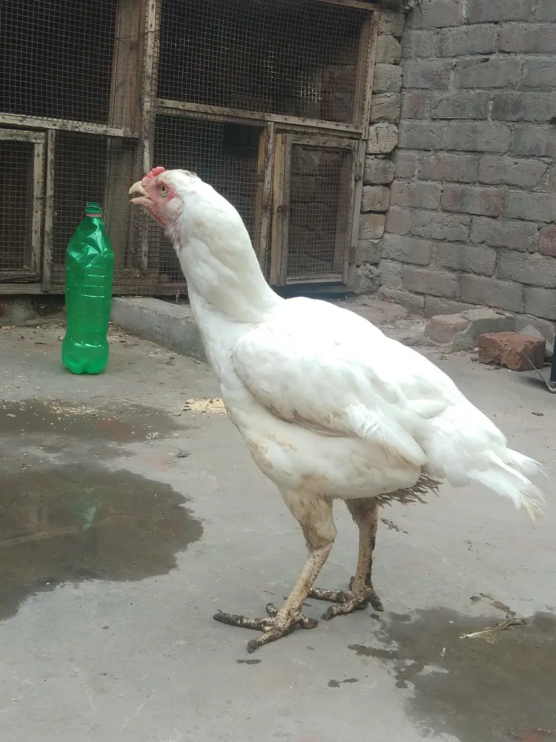 shamo aseel — photo 3