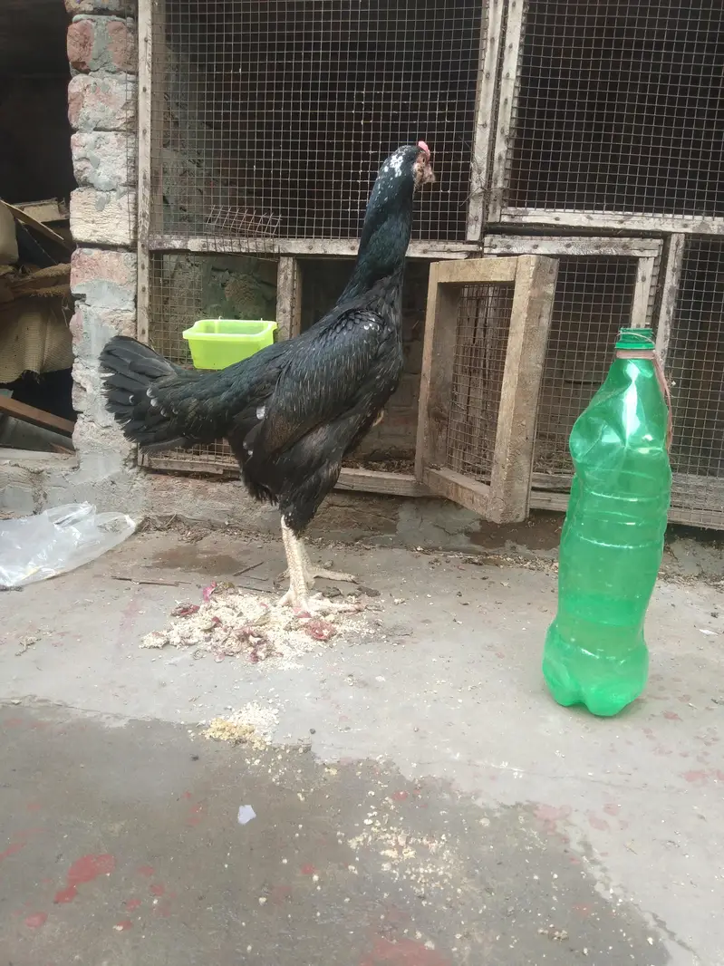 shamo aseel — photo 4