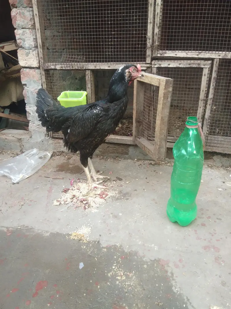 shamo aseel — photo 5