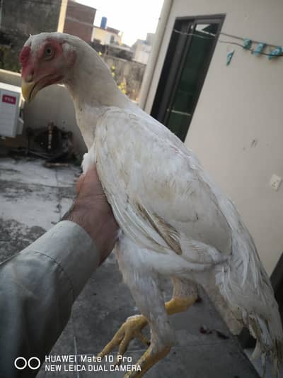 White German oshamoo