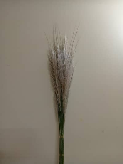 (Price is negotiable)  Pampas grass/reed grass/decoration plume grass