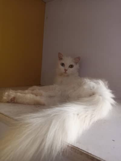 odd eyes female Persian breeder cat