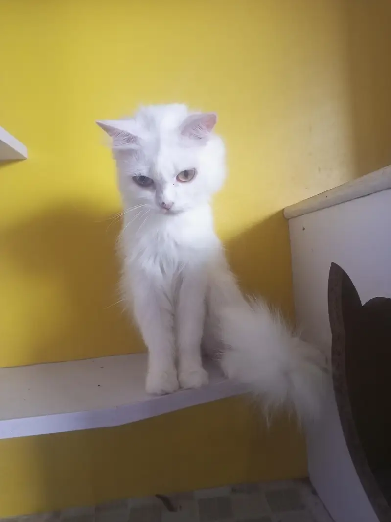 odd eyes female Persian breeder cat — photo 2
