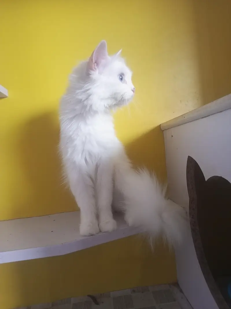 odd eyes female Persian breeder cat — photo 3