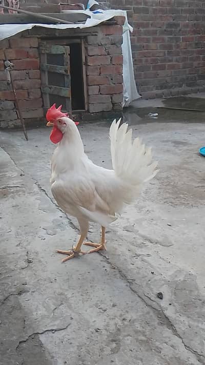 HEN   male