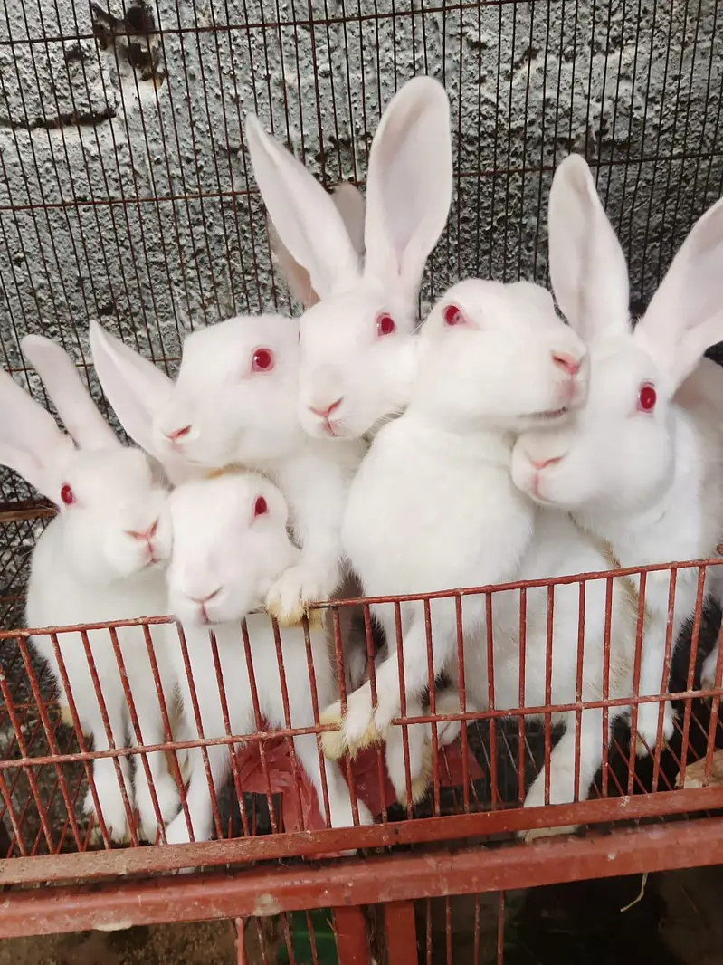 * FOR SALE - Cute Pets & Desi Murghe * — photo 2