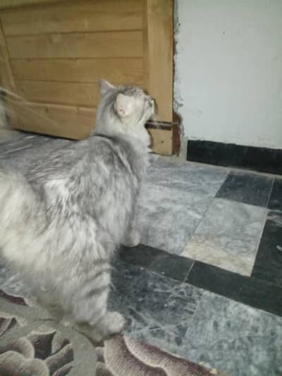 Persian female with kittens adoption