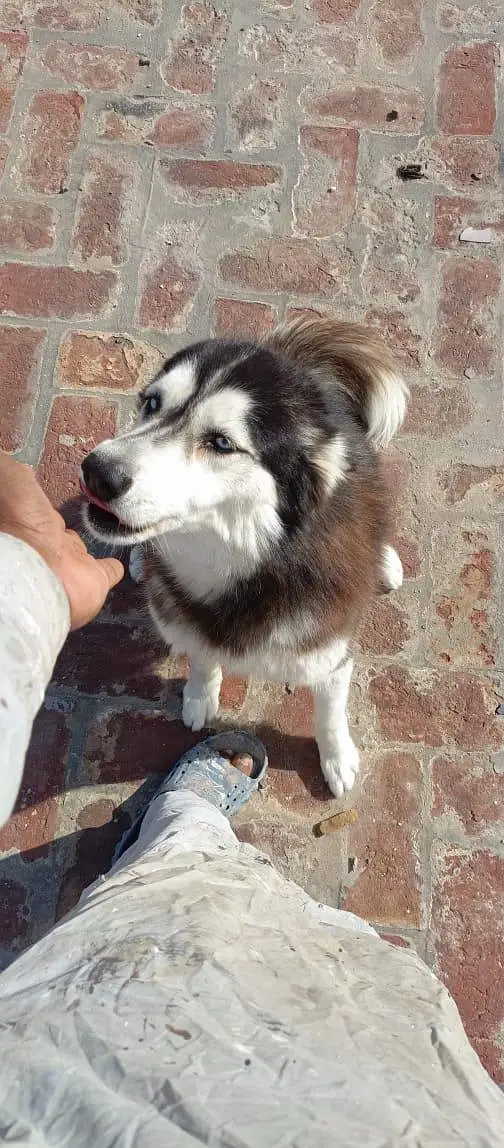 Pure Siberian Husky With Blue Eyes — photo 5