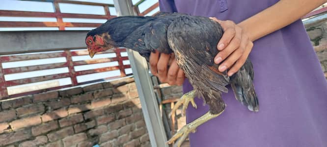 4 hens for sale