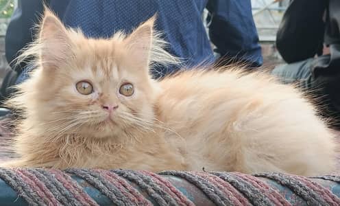 Persian male cat | punch face