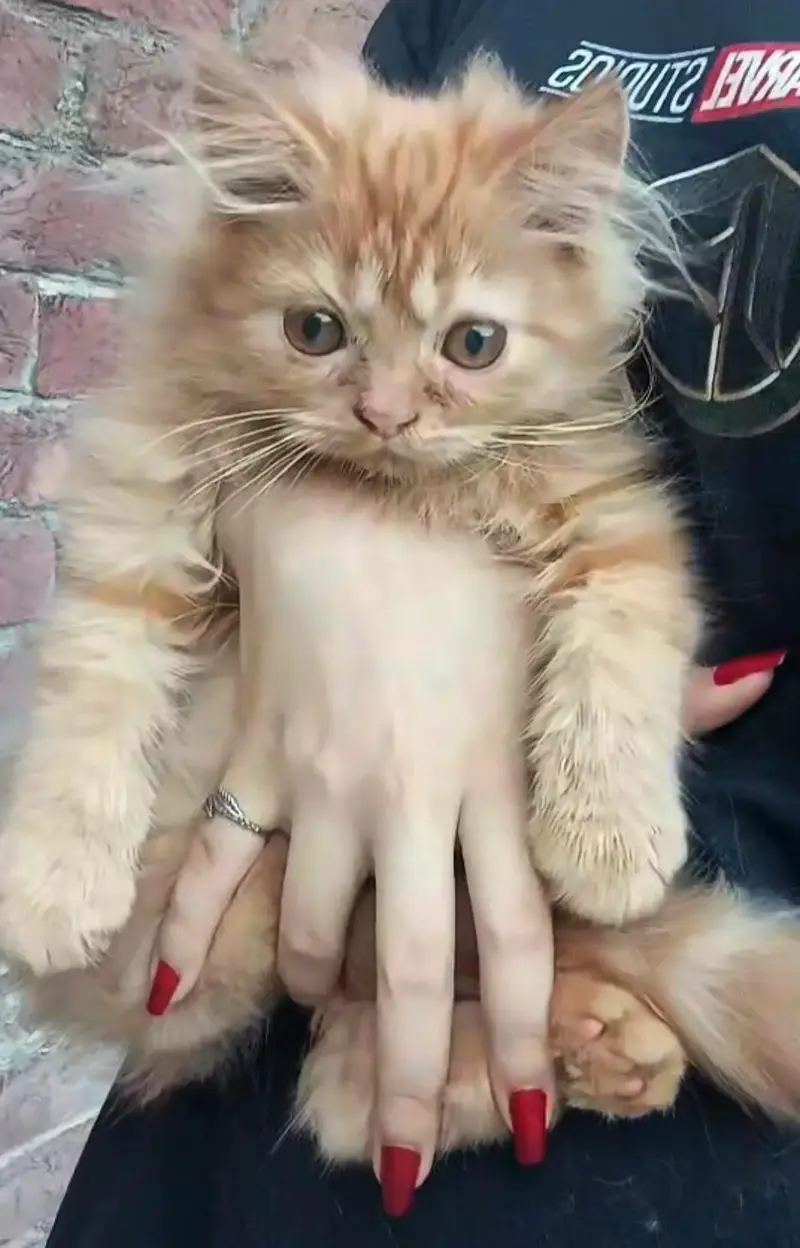 Persian male cat | punch face — photo 4