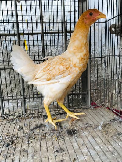 Golden Misri | Desi Hens | Golden Misri Pathi