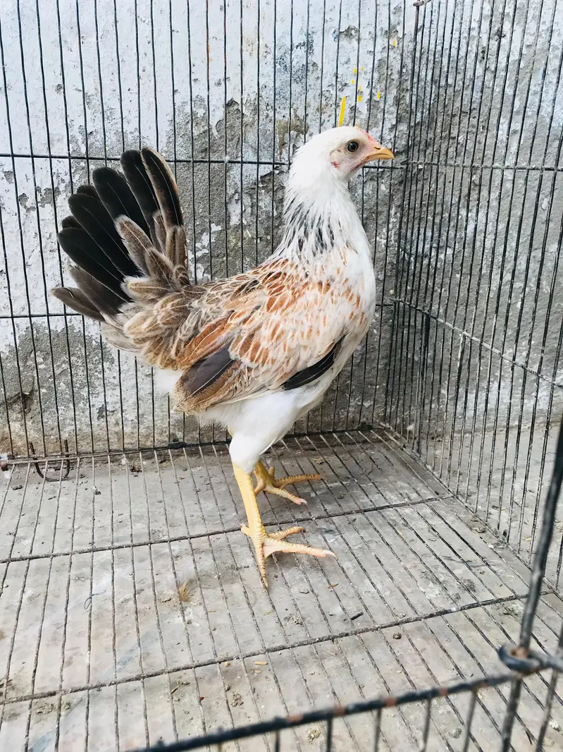 Golden Misri | Desi Hens | Golden Misri Pathi — photo 2