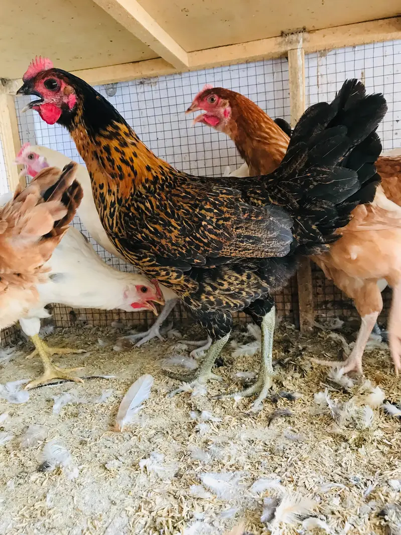 Golden Misri | Desi Hens | Golden Misri Pathi — photo 3