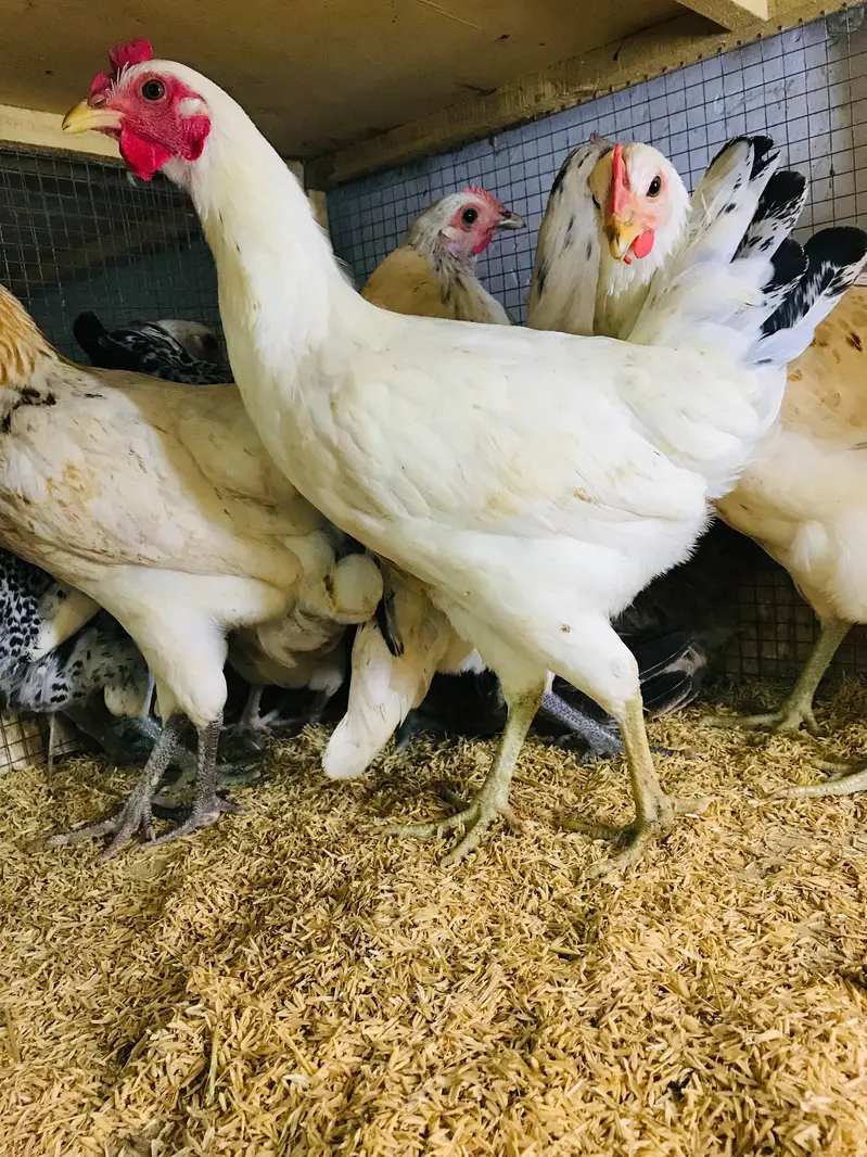 Golden Misri | Desi Hens | Golden Misri Pathi — photo 4