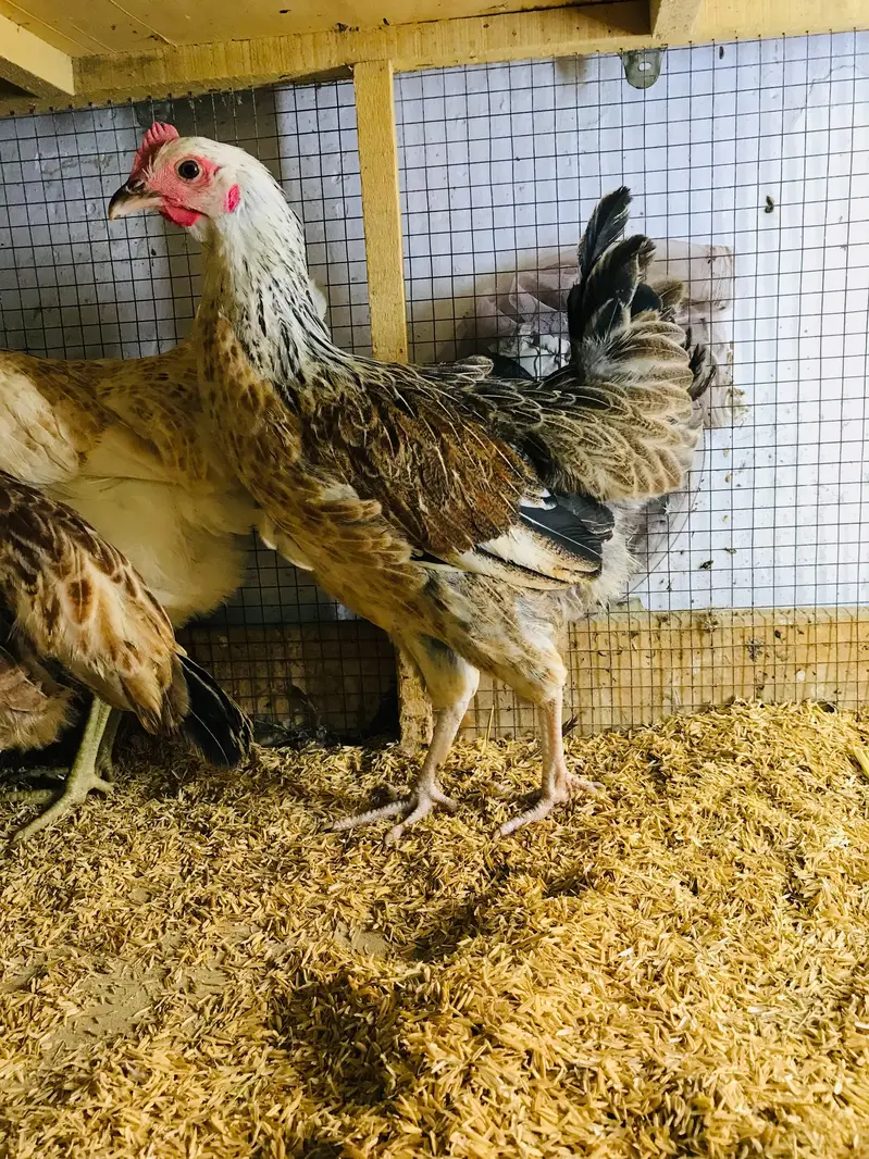 Golden Misri | Desi Hens | Golden Misri Pathi — photo 6