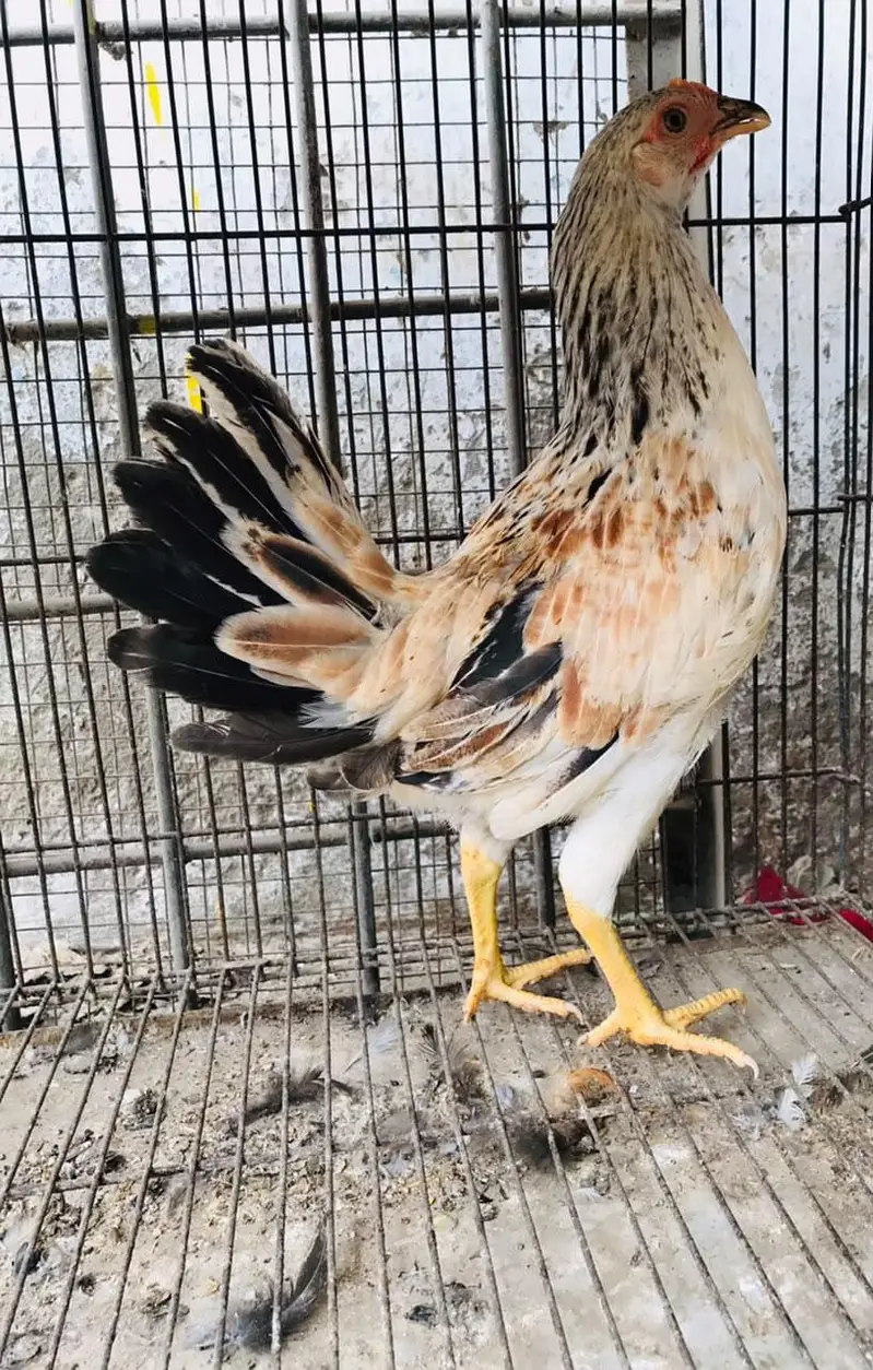 Golden Misri | Desi Hens | Golden Misri Pathi — photo 7