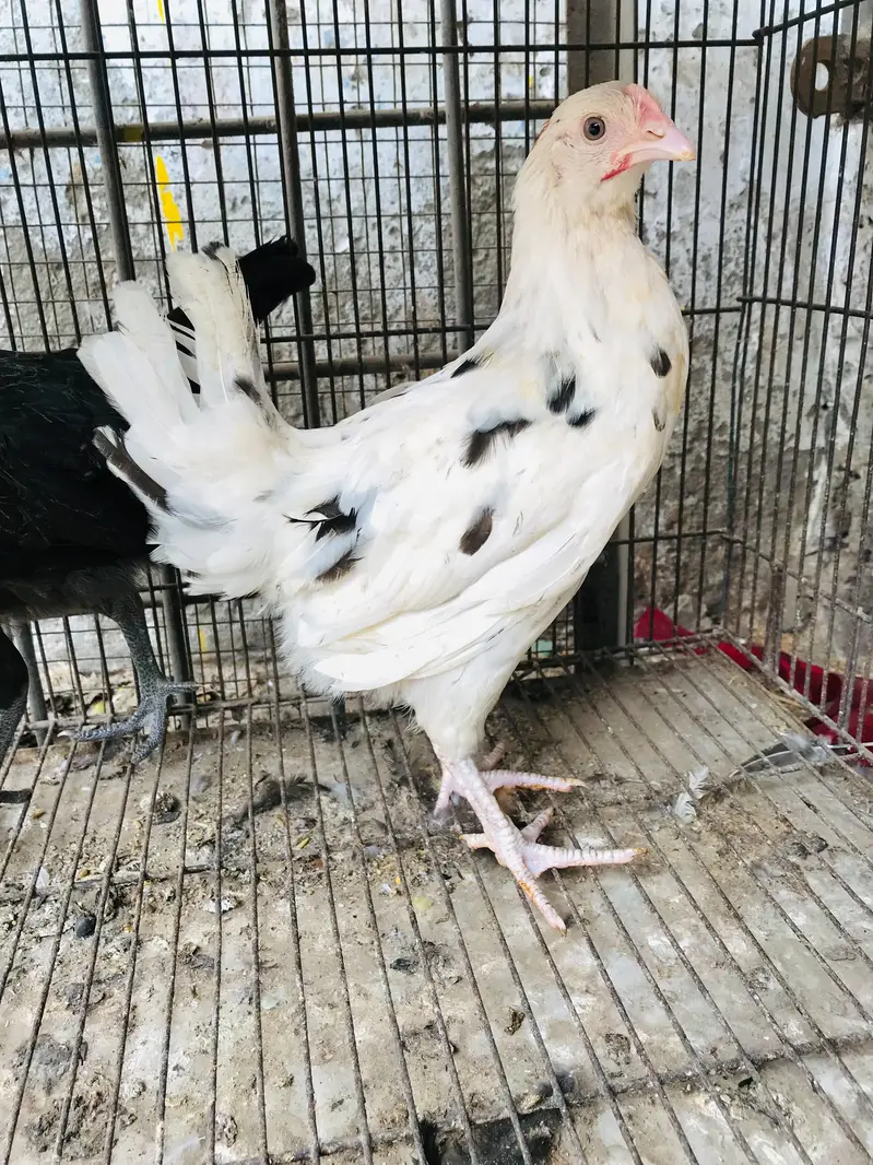 Golden Misri | Desi Hens | Golden Misri Pathi — photo 8