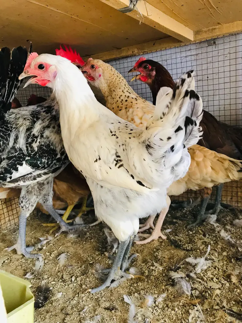 Golden Misri | Desi Hens | Golden Misri Pathi — photo 9