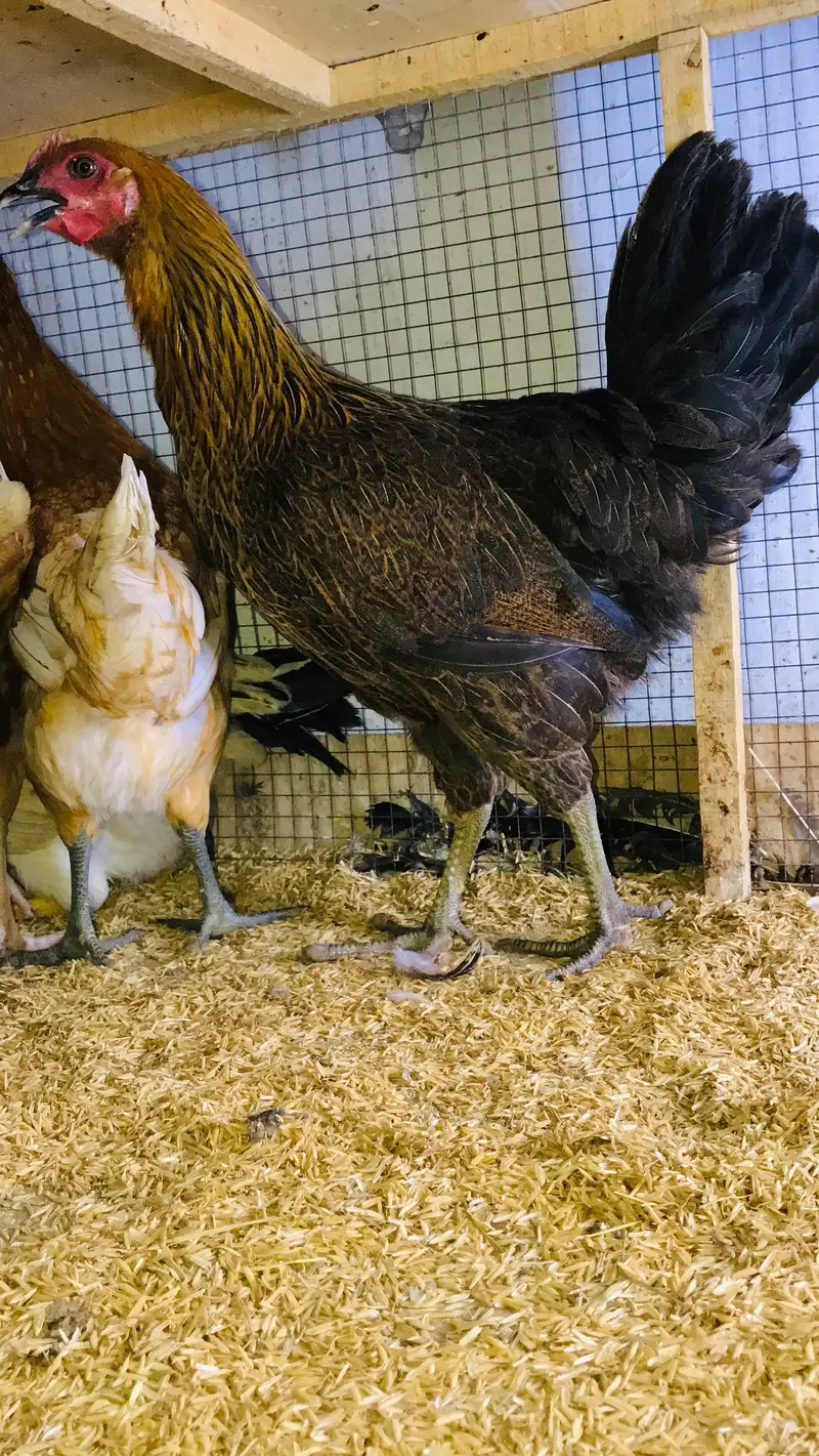 Golden Misri | Desi Hens | Golden Misri Pathi — photo 10