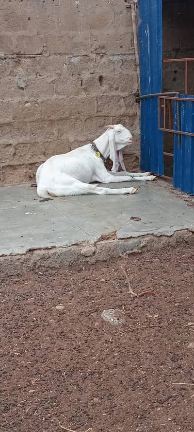 Rajan pur Gulaabi Bakri