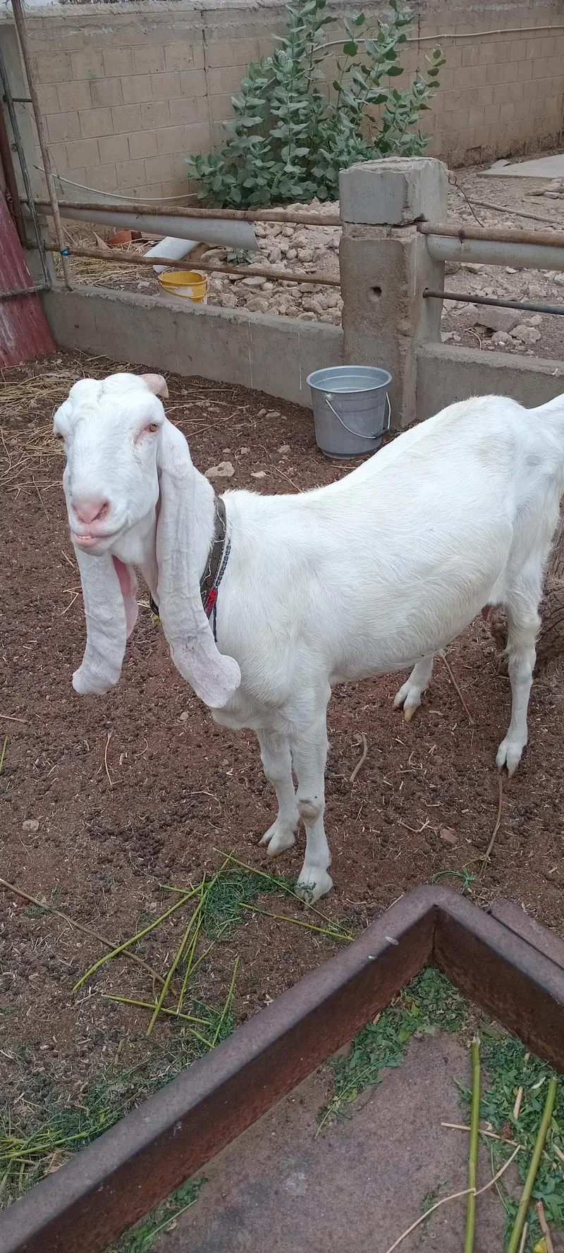 Rajan pur Gulaabi Bakri — photo 2