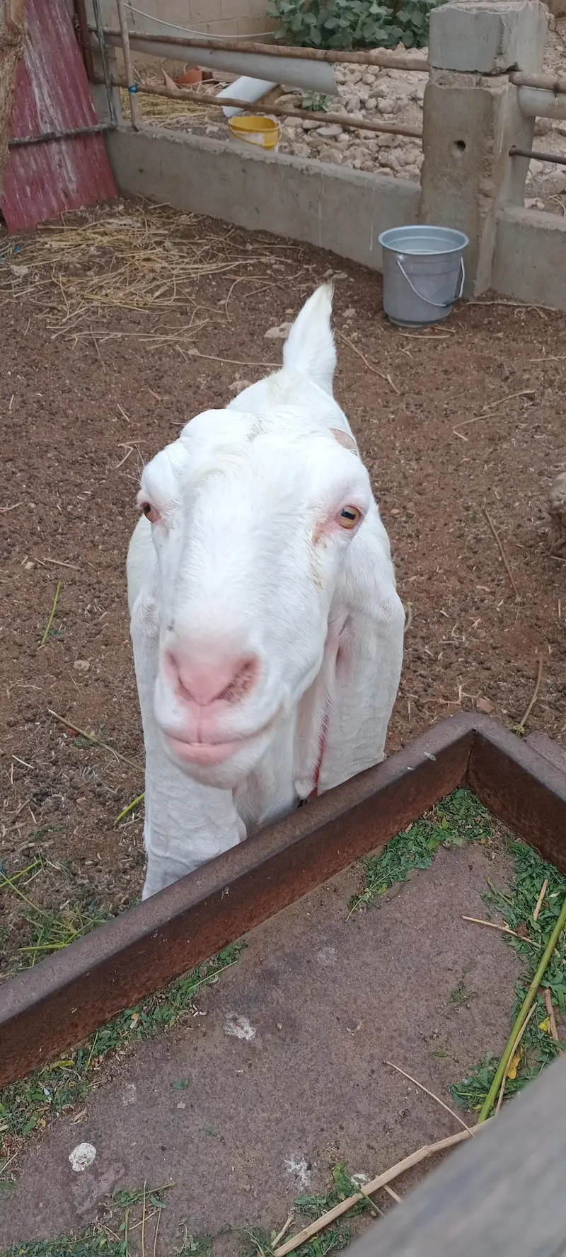 Rajan pur Gulaabi Bakri — photo 3
