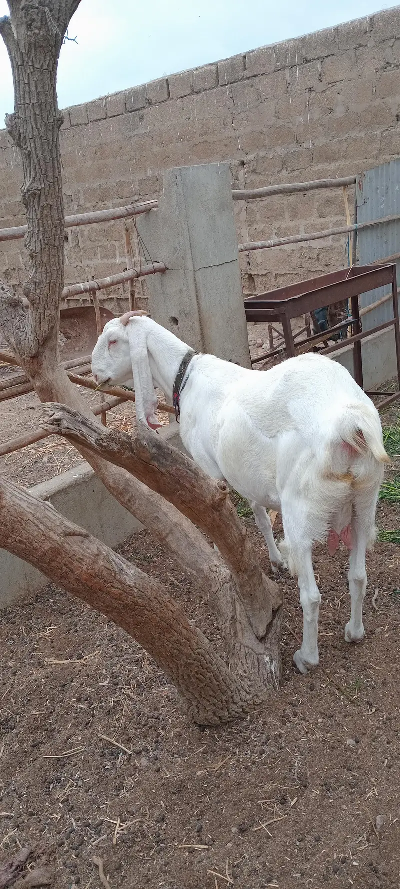 Rajan pur Gulaabi Bakri — photo 4